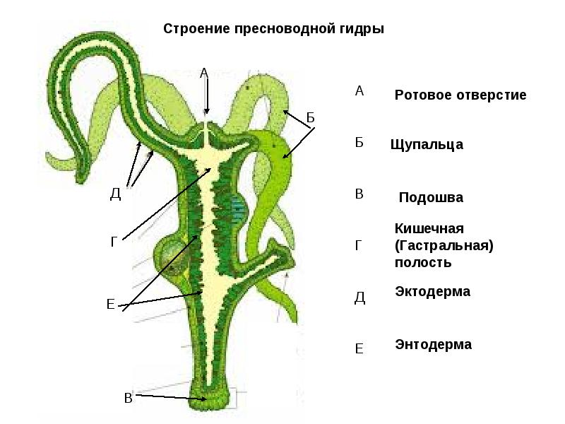 Как регистрироваться и заходить на кракен даркнет