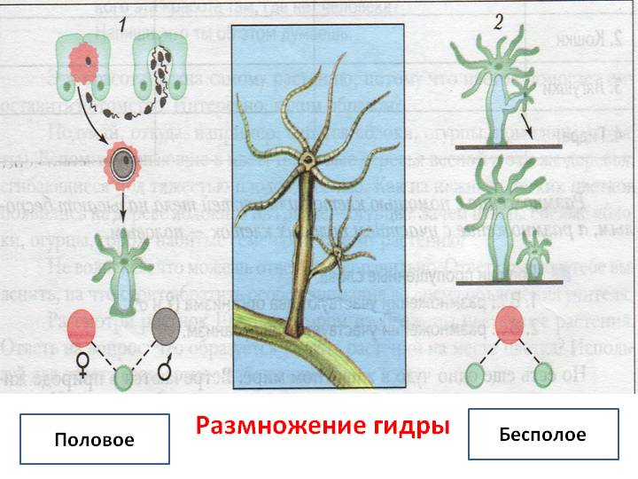 Блэкспрут зеркало кракен